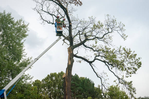 Tree Removal for Businesses in Kinsey, AL